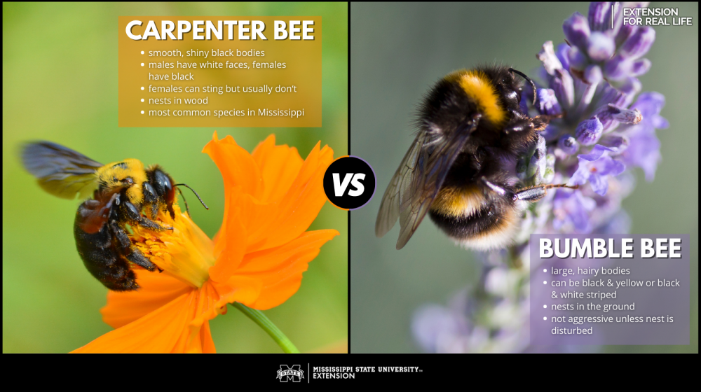 What’s the Difference in Carpenter Bees and Bumble Bees? Mississippi